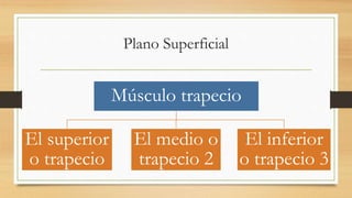 Plano Superficial
Músculo trapecio
El superior
o trapecio
El medio o
trapecio 2
El inferior
o trapecio 3
 