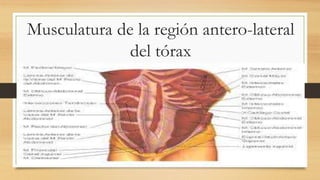 Musculatura de la región antero-lateral
del tórax
 