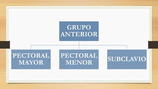 GRUPO
ANTERIOR
PECTORAL
MAYOR
PECTORAL
MENOR
SUBCLAVIO
 