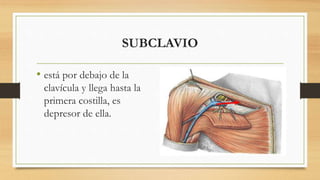SUBCLAVIO
• está por debajo de la
clavícula y llega hasta la
primera costilla, es
depresor de ella.
 