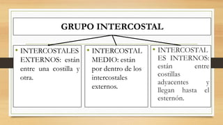 GRUPO INTERCOSTAL
• INTERCOSTALES
EXTERNOS: están
entre una costilla y
otra.
• INTERCOSTAL
MEDIO: están
por dentro de los
intercostales
externos.
• INTERCOSTAL
ES INTERNOS:
están entre
costillas
adyacentes y
llegan hasta el
esternón.
 