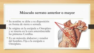 Músculo serrato anterior o mayor
• Su nombre se debe a su disposición
en forma de sierra o serrada.
• Se origina en la escápula u Omoplato
y se inserta en la cara anterolateralde
las primeras Costillas.
• Es un músculo abductor y rotador
del hombro. Fija a la escápula u
Omóplato.
 