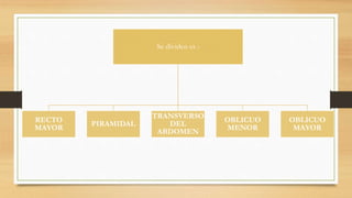 Se dividen es :
RECTO
MAYOR
PIRAMIDAL
TRANSVERSO
DEL
ABDOMEN
OBLICUO
MENOR
OBLICUO
MAYOR
 