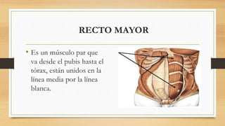 RECTO MAYOR
• Es un músculo par que
va desde el pubis hasta el
tórax, están unidos en la
línea media por la línea
blanca.
 