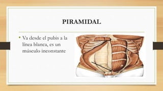 PIRAMIDAL
• Va desde el pubis a la
línea blanca, es un
músculo inconstante
 