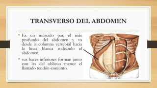 TRANSVERSO DEL ABDOMEN
• Es un músculo par, el más
profundo del abdomen y va
desde la columna vertebral hacia
la línea blanca rodeando el
abdomen,
• sus haces inferiores forman junto
con las del oblicuo menor el
llamado tendón-conjunto.
 