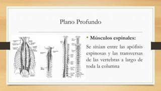 Plano Profundo
• Músculos espinales:
Se sitúan entre las apófisis
espinosas y las transversas
de las vertebras a largo de
toda la columna
 