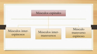 Músculos espinales
Músculos inter-
espinosos
Músculos inter-
transversos
Músculo
transverso
espinoso
 