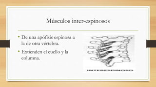 Músculos inter-espinosos
• De una apófisis espinosa a
la de otra vértebra.
• Extienden el cuello y la
columna.
 