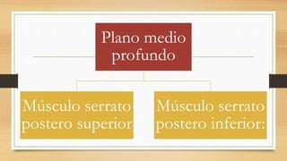 Plano medio
profundo
Músculo serrato
postero superior
Músculo serrato
postero inferior:
 