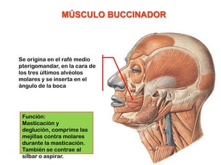 Musulo Procer Músculos de la expresión facial. | PPTX