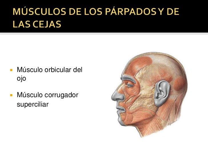 Músculos de la expresión facial. Músculos de la expresión facial.