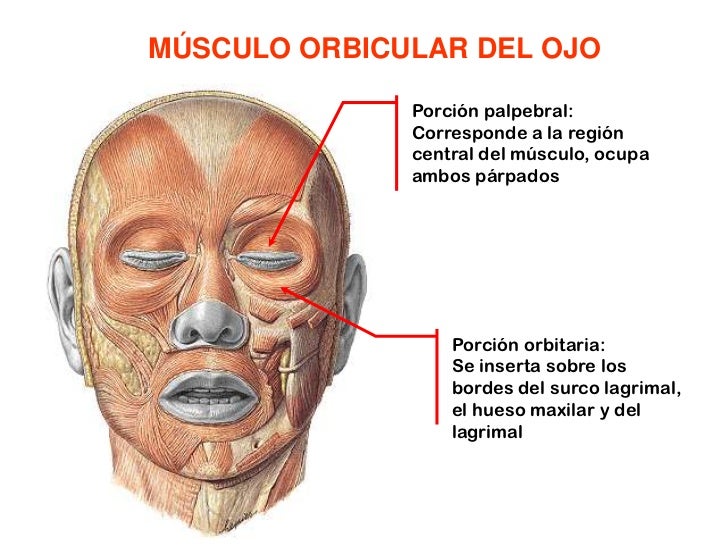 MUSCULO ORBICULAR DE LOS LABIOS EPUB MUSCULO ORBICULAR DE LOS LABIOS EPUB