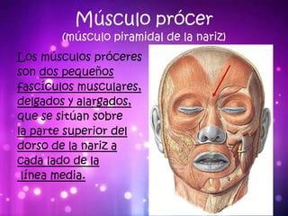 Musulo Procer MUSCULOS DE LA CARA | PDF