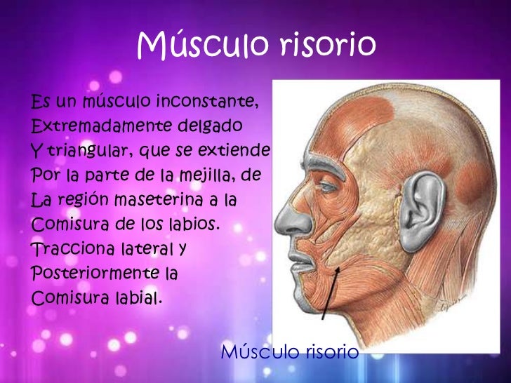 Músculos de la cara Músculos de la cara