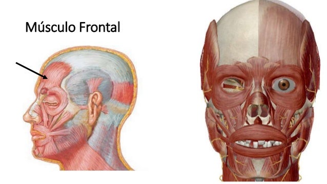 Resultado de imagem para musculo frontal