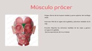 Musulo Procer músculos de la expresión facial estudio de la anatomía | PDF