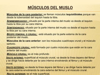 MÚSCULOS DEL MUSLO
o Músculos de la cara posterior: se llaman músculos isquiotibiales porque van
desde la tuberosidad del isquion hasta la tibia.
o SEMIMEMBRANOSO : situado por la parte interna del muslo va desde el Isquion
hasta la tibia por su cara interna.
o SEMITENDINOSO: situado por la parte interna del muslo va desde el isquion hasta
la tibia por su cara interna.
o BÍCEPS FEMORAL O CRURAL: está situado por la parte externa de la cara
posterior del muslo.
o Músculos de la cara anterior: son los músculos cuadriceps crural y el músculo
sartorio.
o CUADRICEPS CRURAL: está formado por cuatro músculos que están en la cara
anterior del muslo:
o MÚSCULO CRURAL: es el más profundo
o VASTO INTERNO: superficial al músculo crural, va desde la línea áspera del fémur
y se dirige hacia delante por la cara interna envolviendo al fémur y al músculo
crural.
o VASTO EXTERNO: va desde la línea áspera del fémur y se dirige hacia delante por
la cara externa envolviendo la cara externa del fémur y el músculo crural.
o RECTO ANTERIOR: es el más superficial,
 