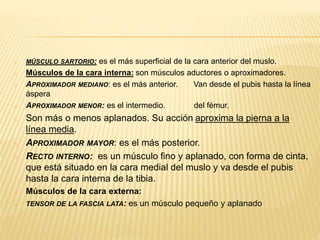 o MÚSCULO SARTORIO: es el más superficial de la cara anterior del muslo.
o Músculos de la cara interna: son músculos aductores o aproximadores.
o APROXIMADOR MEDIANO: es el más anterior. Van desde el pubis hasta la línea
áspera
o APROXIMADOR MENOR: es el intermedio. del fémur.
o Son más o menos aplanados. Su acción aproxima la pierna a la
línea media.
o APROXIMADOR MAYOR: es el más posterior.
o RECTO INTERNO: es un músculo fino y aplanado, con forma de cinta,
que está situado en la cara medial del muslo y va desde el pubis
hasta la cara interna de la tibia.
o Músculos de la cara externa:
o TENSOR DE LA FASCIA LATA: es un músculo pequeño y aplanado
 