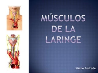 Músculos de la laringe Stênio Andrade 
