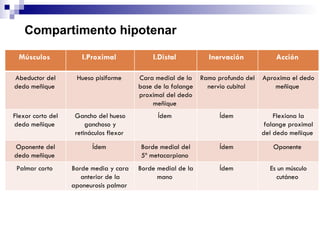 Compartimento hipotenar   Es un músculo cutáneo  Ídem  Borde medial de la mano  Borde media y cara anterior de la aponeurosis palmar  Palmar corto  Oponente  Ídem  Borde medial del 5º metacarpiano  Ídem  Oponente del dedo meñique  Flexiona la falange proximal del dedo meñique  Ídem  Ídem  Gancho del hueso ganchoso y retináculos flexor  Flexor corto del dedo meñique  Aproxima el dedo meñique  Ramo profundo del nervio cubital  Cara medial de la base de la falange proximal del dedo meñique  Hueso pisiforme  Abeductor del dedo meñique  Acción  Inervación  Distal  Proximal  Músculos  