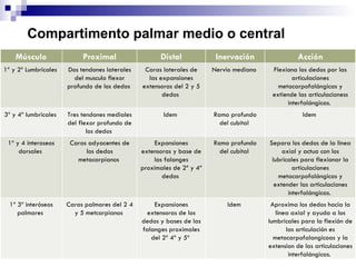 Compartimento palmar medio o central   Aproxima los dedos hacia la linea axial y ayuda a los lumbricales para la flexión de las articulación es metacarpofalangicoas y la extension de las articulaciones interfalángicas.  Idem  Expansiones extensoras de los dedos y bases de las falanges proximales del 2º 4º y 5º  Caras palmares del 2 4 y 5 metcarpianos  1º 3º interóseos palmares  Separa los dedos de la linea axial y actua con los lubricales para flexionar la articulaciones metacarpofalángicas y extender las articulaciones interfalángicas.  Ramo profundo del cubital  Expansiones extensoras y base de las falanges proximales de 2º y 4º dedos  Caras adyacentes de los dedos metacarpianos  1º y 4 interoseos dorsales  Idem  Ramo profundo del cubital  Idem  Tres tendones mediales del flexor profundo de los dedos  3º y 4º lumbricales  Flexiona los dedos por las articulaciones metacarpofalángicas y extiende las articulacioness interfalángicas.  Nervio mediano  Caras laterales de las expansiones extensoras del 2 y 5 dedos  Dos tendones laterales del musculo flexor profundo de los dedos  1º y 2º Lumbricales  Acción Inervación Distal Proximal Músculo 