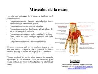 Músculos de la mano
Los músculos intrínsecos de la mano se localizan en 5
compartimentos:
- Compartimento tenar: abductor corto del pulgar, flexor
corto del pulgar, oponente del pulgar
- Compartimento aductor: aductor del pulgar
- Compartimento central: lumbricales y los tendones de
los flexores largos de los dedos
- Compartimento hipotenar: abductor del dedo meñique,
flexor corto del dedo meñique, oponente del dedo
meñique
- Compartimento interóseo: músculos interoseos
El ramo recurrente del nervio mediano inerva a los
músculos tenares; excepto la cabeza profunda del flexor
corto del pulgar y el aductor del pulgar; y el 1-2 lumbrical
El ramo profundo del nervio ulnar inerva a los musculo
hipotenares, el 3-4 lumbrical, todos los interoseos y la
cabeza profunda del flexor corto del pulgar y el aductor del
pulgar Músculos de la mano por Briggette Tacuri se
distribuye bajo una Licencia Creative Commons
Atribución 4.0 Internacional.
 