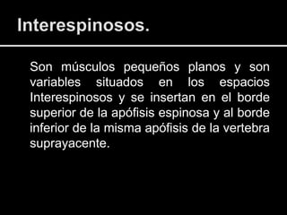 Son músculos pequeños planos y son
variables situados en los espacios
Interespinosos y se insertan en el borde
superior de la apófisis espinosa y al borde
inferior de la misma apófisis de la vertebra
suprayacente.
 
