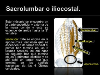 Este músculo se encuentra en
la parte superficial y externa de
la masa común y este se
extiende de arriba hasta la 3ª        Sacrolumbar.
vertebra
Inserción: Este se origina en la
aponeurosis tendinosa que es        Dorsal largo.
ascendente de forma vertical el
primer haz termina en las 6
últimas costillas, de ahí nace
un segundo haz que termina
en las 6 primeras costillas y de
ahí sale un tercer haz que
termina     en    las    apófisis         Aponeurosis.
trasversas de las 4 últimas
cervicales.
 