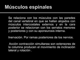 Se relaciona con los músculos con las paredes
del canal vertebral en que se hallan alojados con
músculos intercostales externos y en la cara
posterior se relacionan con los serratos menores
y posteriores y con su aponeurosis interna.

Inervación. Por ramas posteriores de los nervios.

 Acción contracción simultanea son extensores de
la columna producen el movimiento de inclinación
lateral y rotación .
 