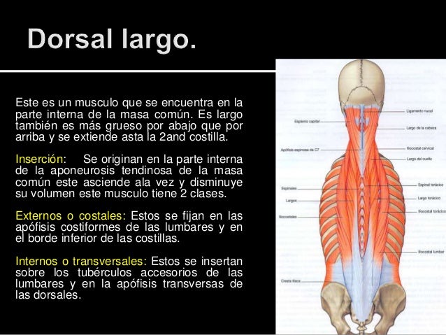 musculo de la espalda pdf
