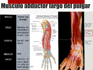 Musculo abductor largo del pulgar

 