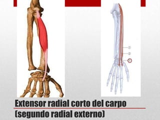 Extensor radial corto del carpo
(segundo radial externo)

 