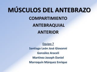 MÚSCULOS DEL ANTEBRAZO
     COMPARTIMIENTO
      ANTEBRAQUIAL
        ANTERIOR

               Equipo 7
     Santiago León José Giovanni
           González Araceli
       Martínez Joseph Daniel
     Marroquín Márquez Enrique
 