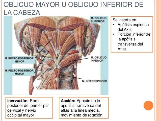 El dolor que ceñía en los riñones