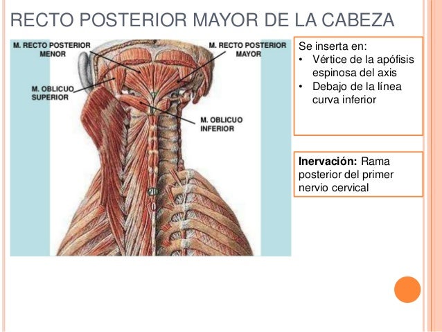 Inervacion Del Recto Posterior Mayor De La Cabeza es.slideshare.net