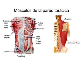 Músculos de la pared torácica
 