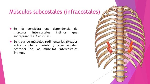 Musculos subcostales infracostales