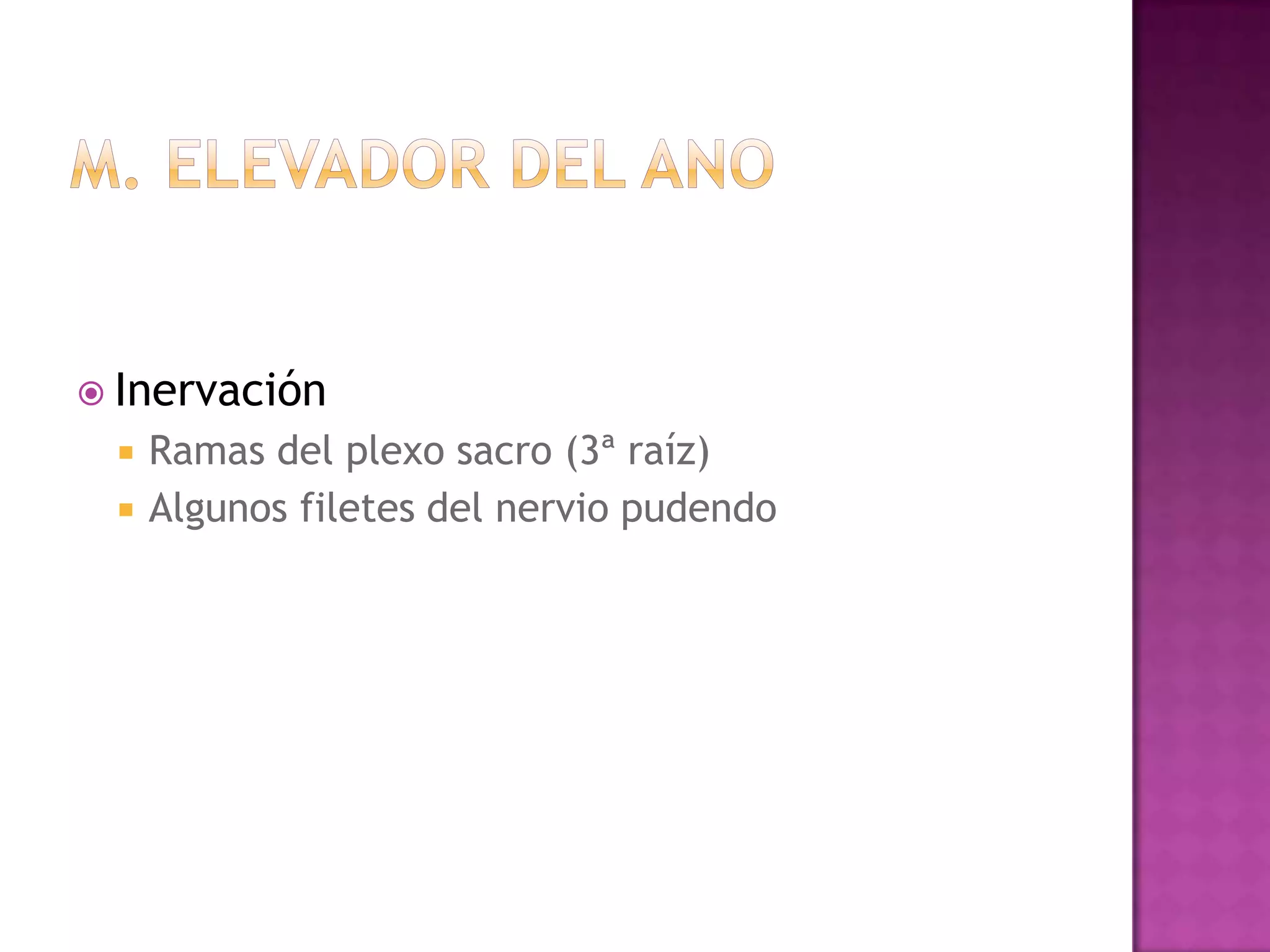 MúSculos De La Pelvis | PPTX | Surgery | Medical Health