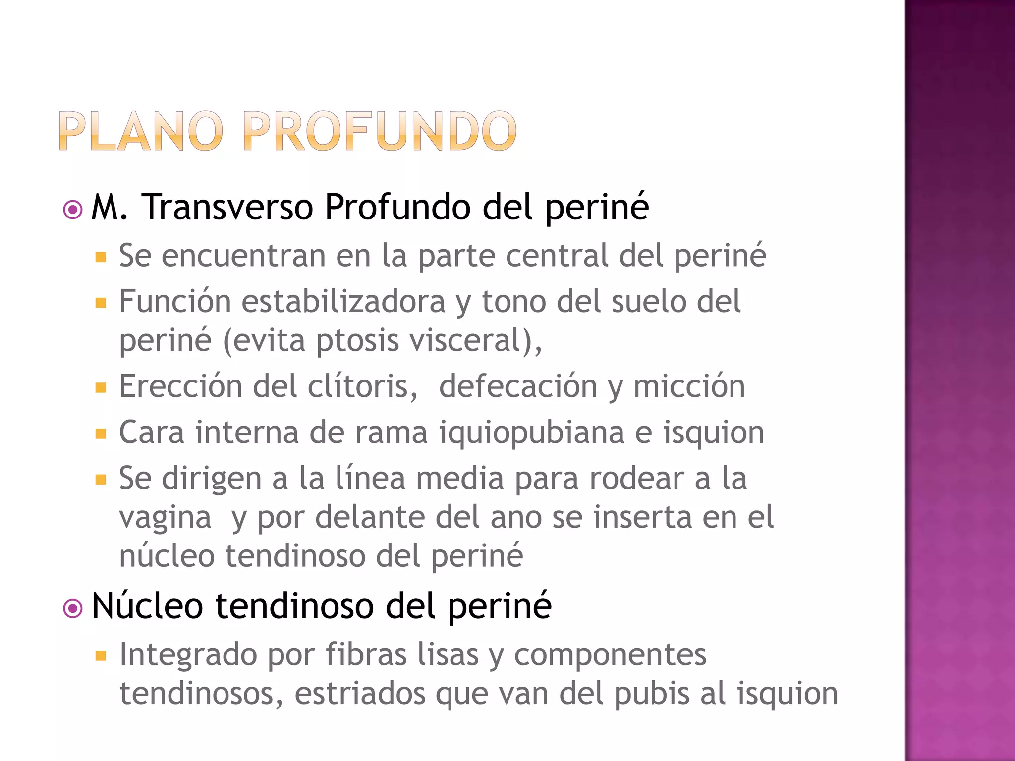 MúSculos De La Pelvis | PPTX | Surgery | Medical Health