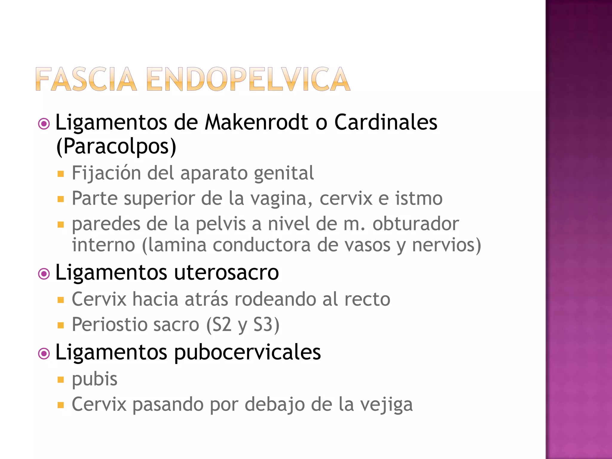 MúSculos De La Pelvis | PPTX | Surgery | Medical Health