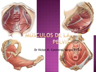 Músculos de la Pelvis DrVictor M. Contreras Vargas R1 GO 