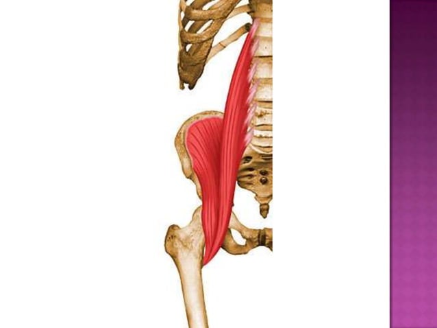 MúSculos De La Pelvis | PPTX | Surgery | Medical Health