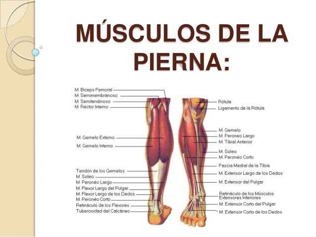 Músculos De La Pierna