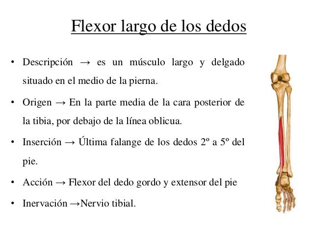 Músculos de la pierna