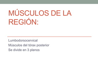 MÚSCULOS DE LA
REGIÓN:
Lumbodorsocervical
Músculos del tórax posterior
Se divide en 3 planos
 