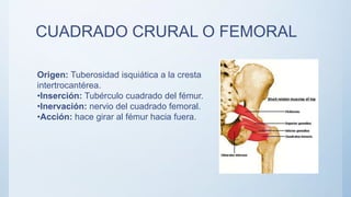 CUADRADO CRURAL O FEMORAL
Origen: Tuberosidad isquiática a la cresta
intertrocantérea.
•Inserción: Tubérculo cuadrado del fémur.
•Inervación: nervio del cuadrado femoral.
•Acción: hace girar al fémur hacia fuera.
 