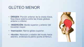 GLÚTEO MENOR
• ORIGEN: Porción anterior de la cresta ilíaca,
fosa ilíaca externa entre las líneas glúteas
anterior e inferior.
• •INSERCIÓN: Borde superior y anterior del
trocanter mayor.
• •Inervación: Nervio glúteo superior.
• •Acción: Abductor y rotador del muslo hacia
adentro, enderaza la pelvis (punto el fémur).
 