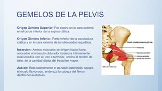 GEMELOS DE LA PELVIS
Origen Gémino Superior: Por dentro en la cara externa
en el borde inferior de la espina ciática.
Origen Gémino Inferior: Parte inferior de la escotadura
ciática y en la cara externa de la tuberosidad isquiática.
Insercion: Ambos músculos se dirigen hacia fuera,
adosados al músculo obturador interno e íntimamente
relacionados con él; van a terminar, unidos al tendón de
éste, en la cavidad digital del trocánter mayor.
Accion: Rota lateralmente el musculo extendido, separa
el muslo flexionado, endereza la cabeza del fémur
dentro del acetábulo.
 