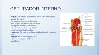 OBTURADOR INTERNO
Origen: Por dentro se extiende por la cara interna del
cuerpo del pubis.
Por su rama descendente por la
cara interna de la rama ascendente
del isquion y cuerpo del mismo y
cubre , finalmente la cara interna
de la membrana obturadora.
Inserción: Se inserta en la cavidad digital del trocánter
mayor.
Inervación: N. Obturador (L3-L4).
Acción: hace girar al fémur
hacia fuera.
 